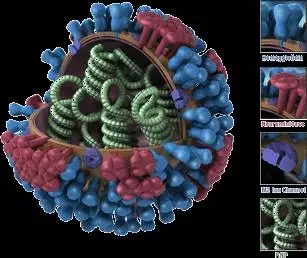 Макет віруса грыпу. Выява з сайта cdc.gov