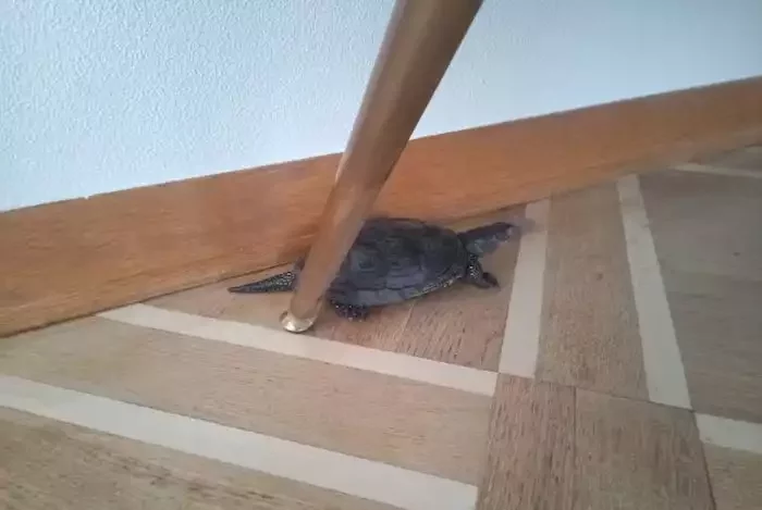 Черепаха, которая была в квартире. Фото: Фейсбук