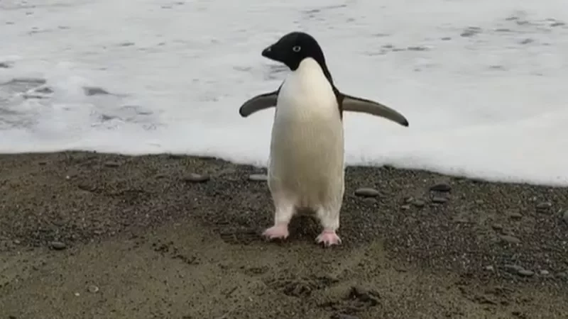 Пингвиненок выглядит очень растерянным, фото Harry Singh