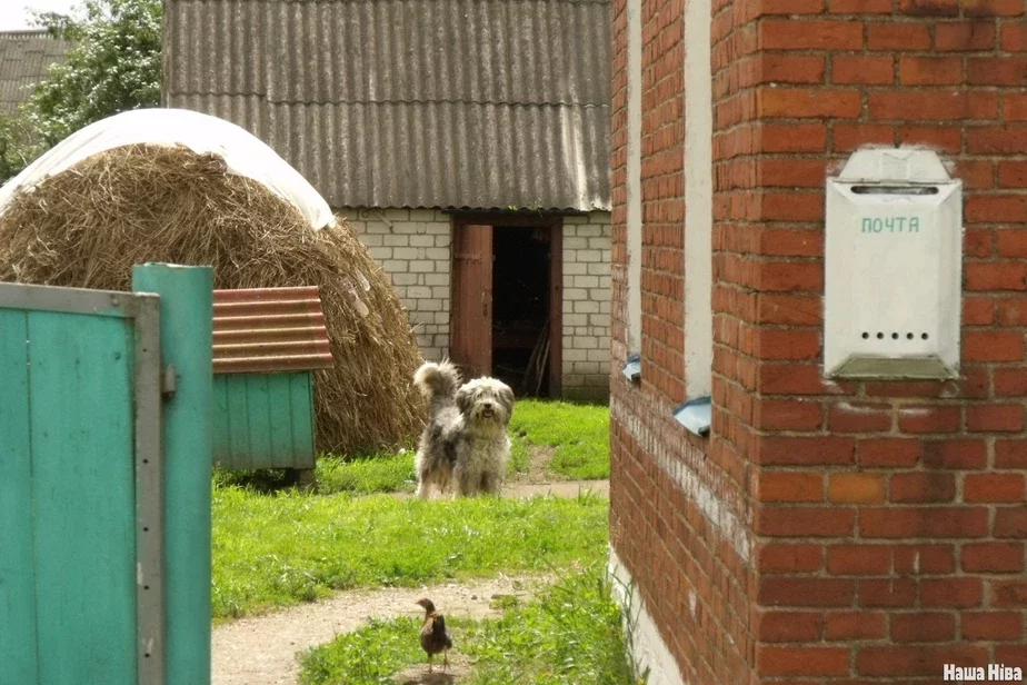 dog village деревенская собака вясковы сабака