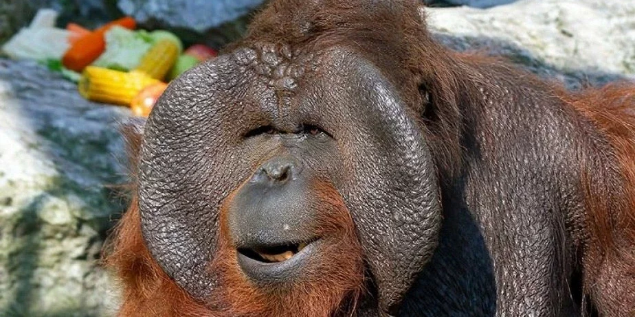 Тот самый» народный кандидат « — орангутанг Бату. Фото: daily.afisha.ru