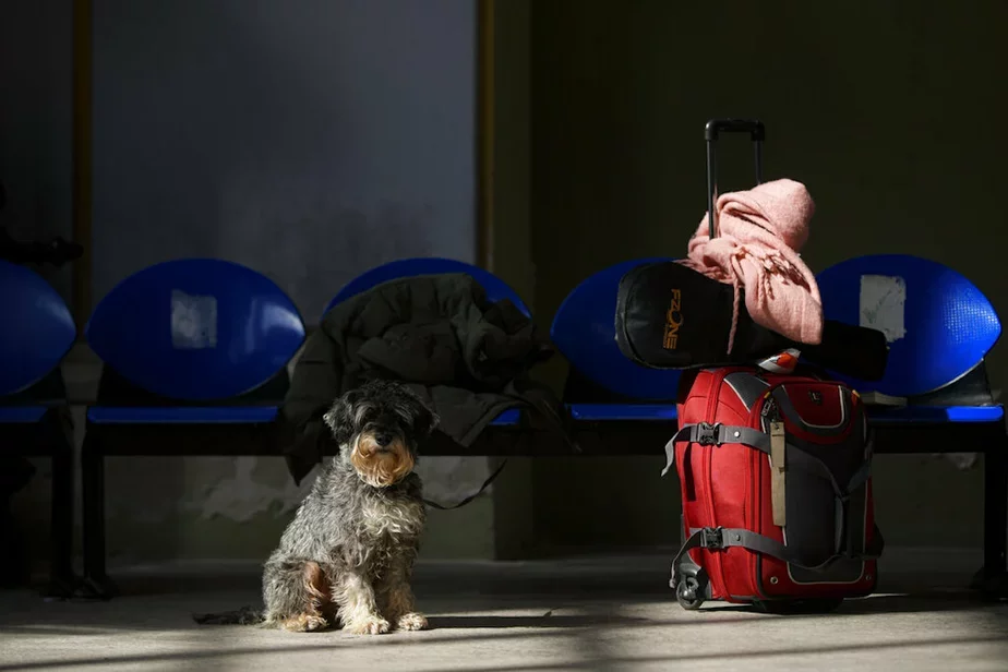Собака из Украины на румынском вокзале. Фото: АР, Андреа Александру