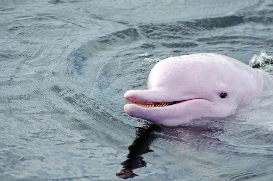 Розовый речной дельфин