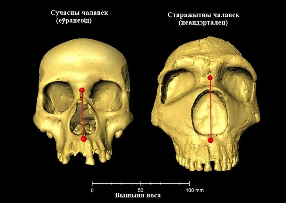 Roźnica ŭ nasach pamiž sučasnym čaaviekam i nieandertalcam