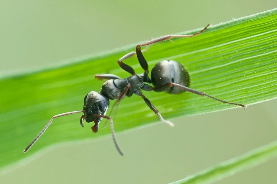 Formica fusca Звычайная лясная цёмна-бурая мурашка