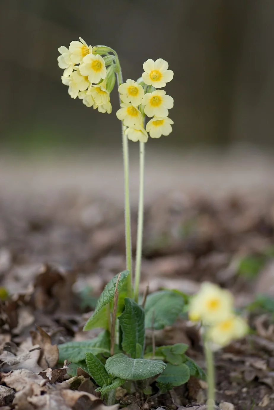 Ключыкі, або Primula elatior. Фота: Wikimedia Commons