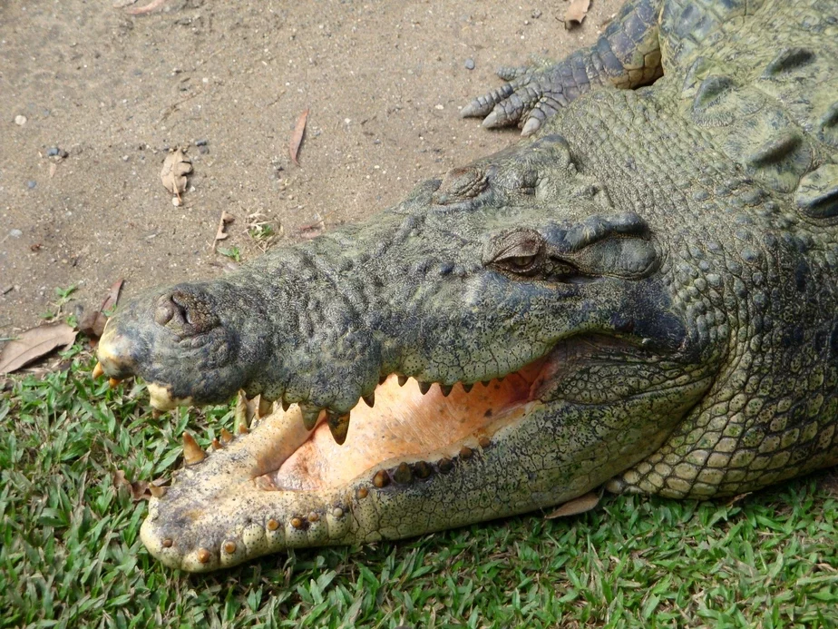 Крокодил. Фото: pixabay